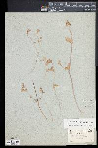 Image of Collinsia sparsiflora