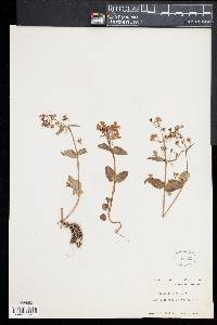 Collinsia verna image