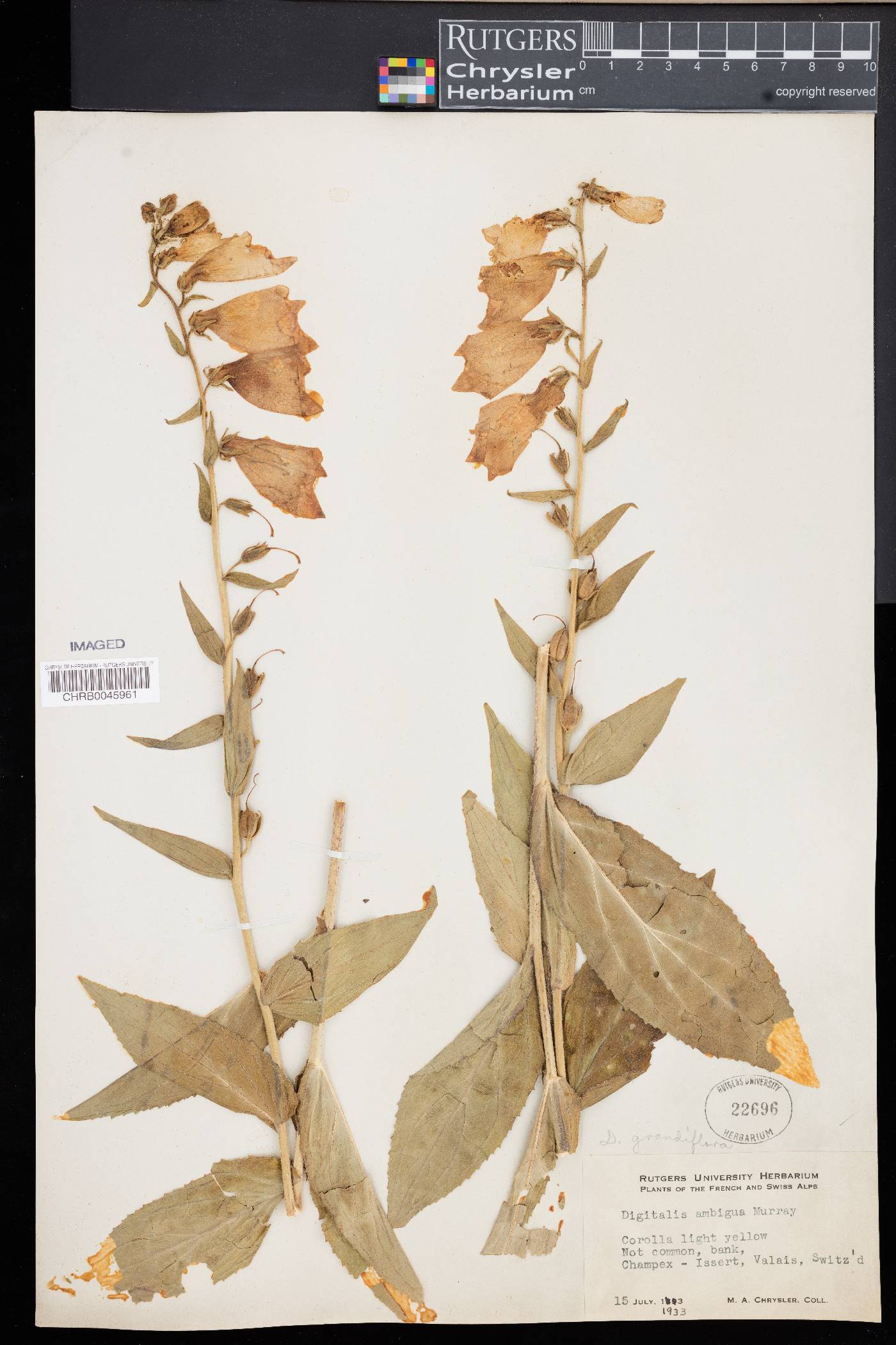 Digitalis grandiflora image