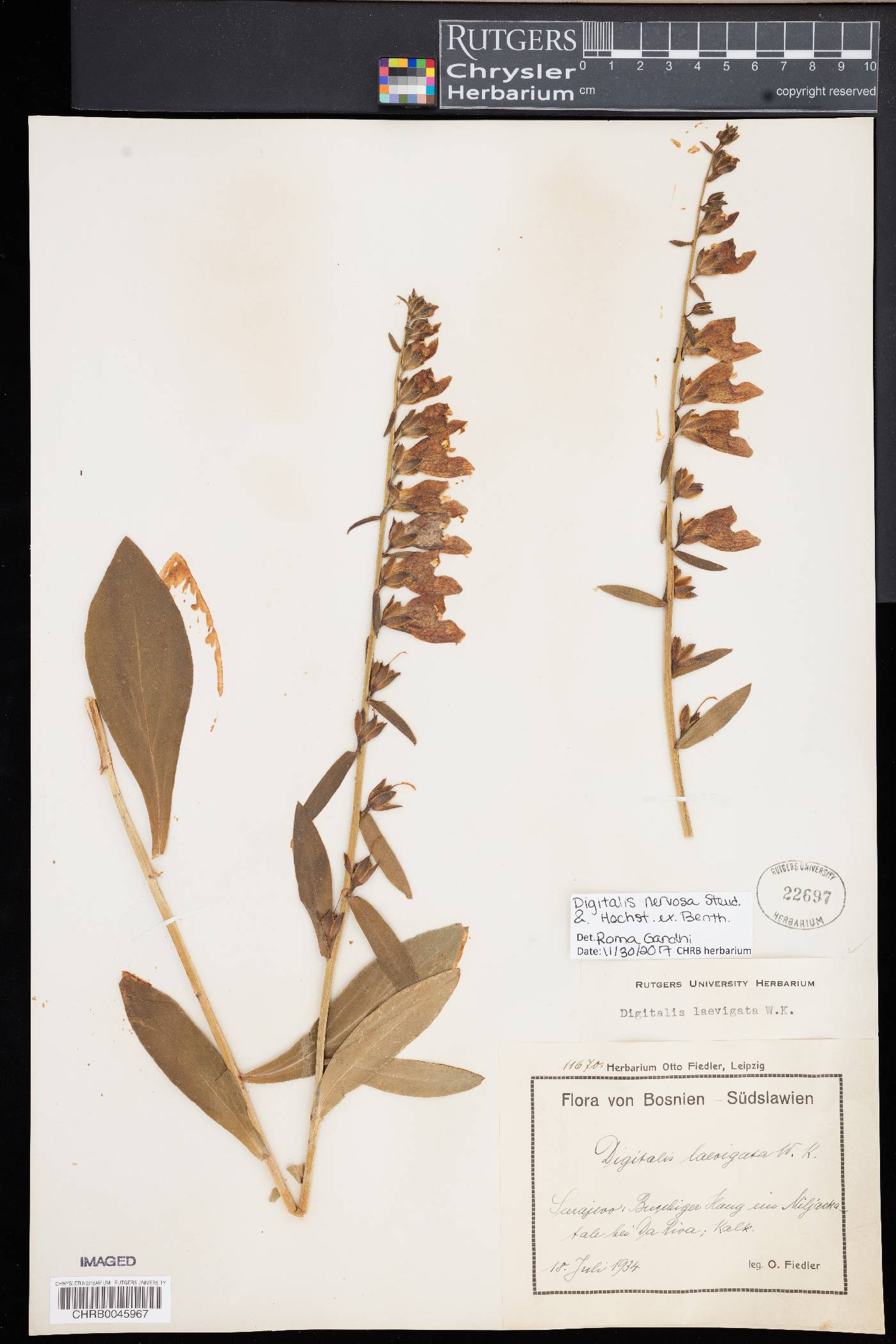 Digitalis nervosa image