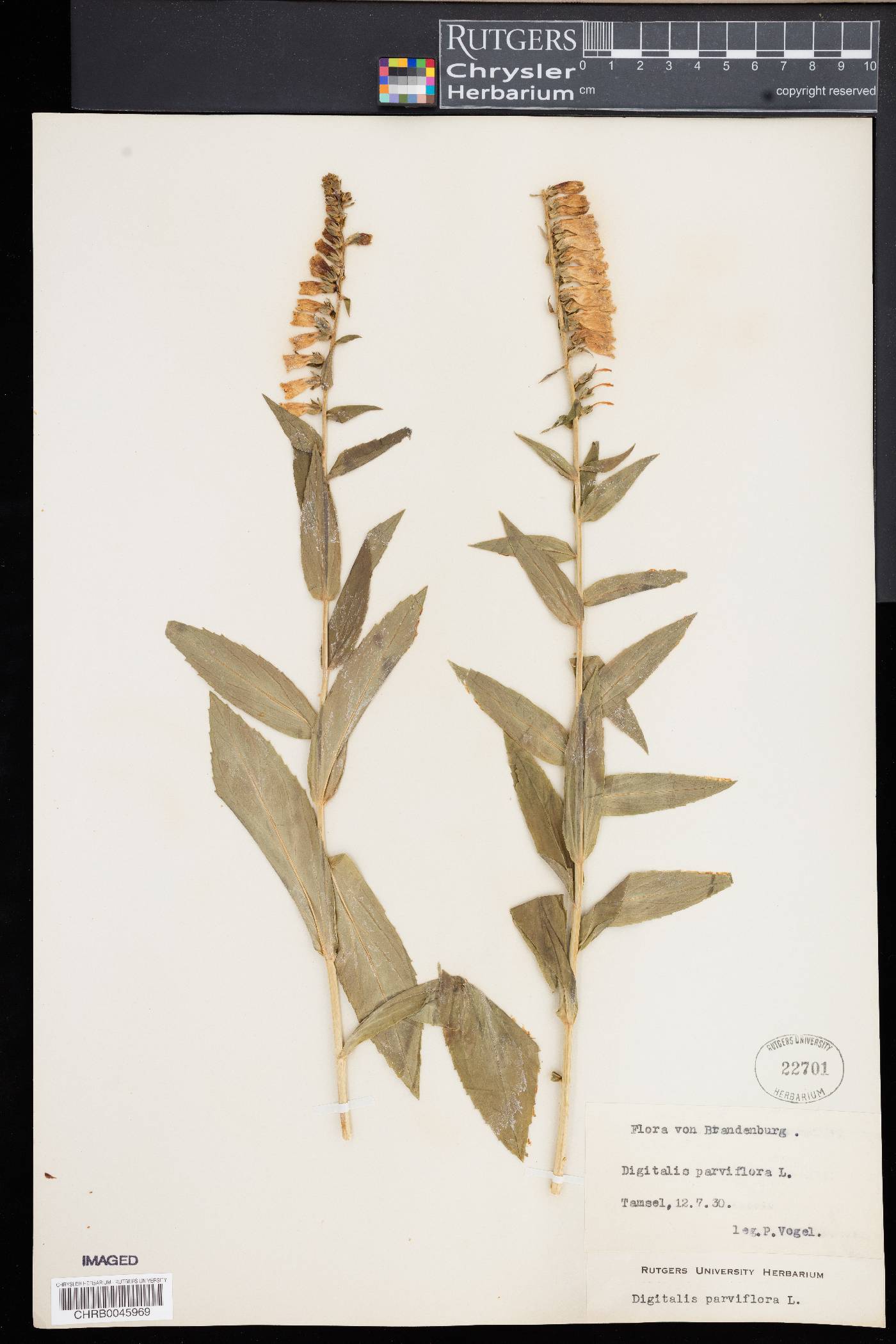 Digitalis parviflora image