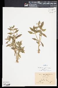 Gratiola aurea image