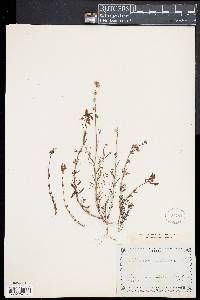 Linaria alpina image