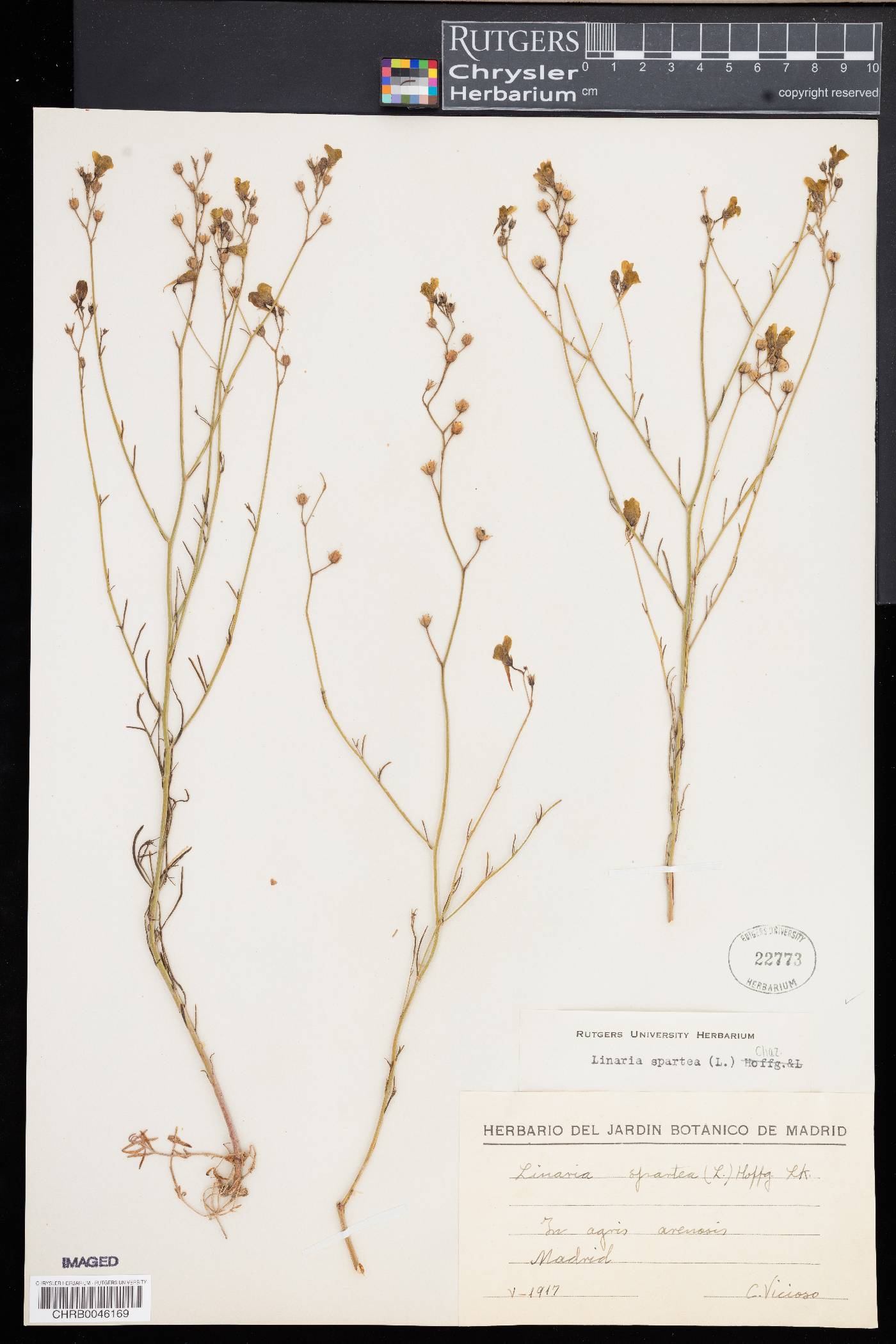 Linaria spartea image