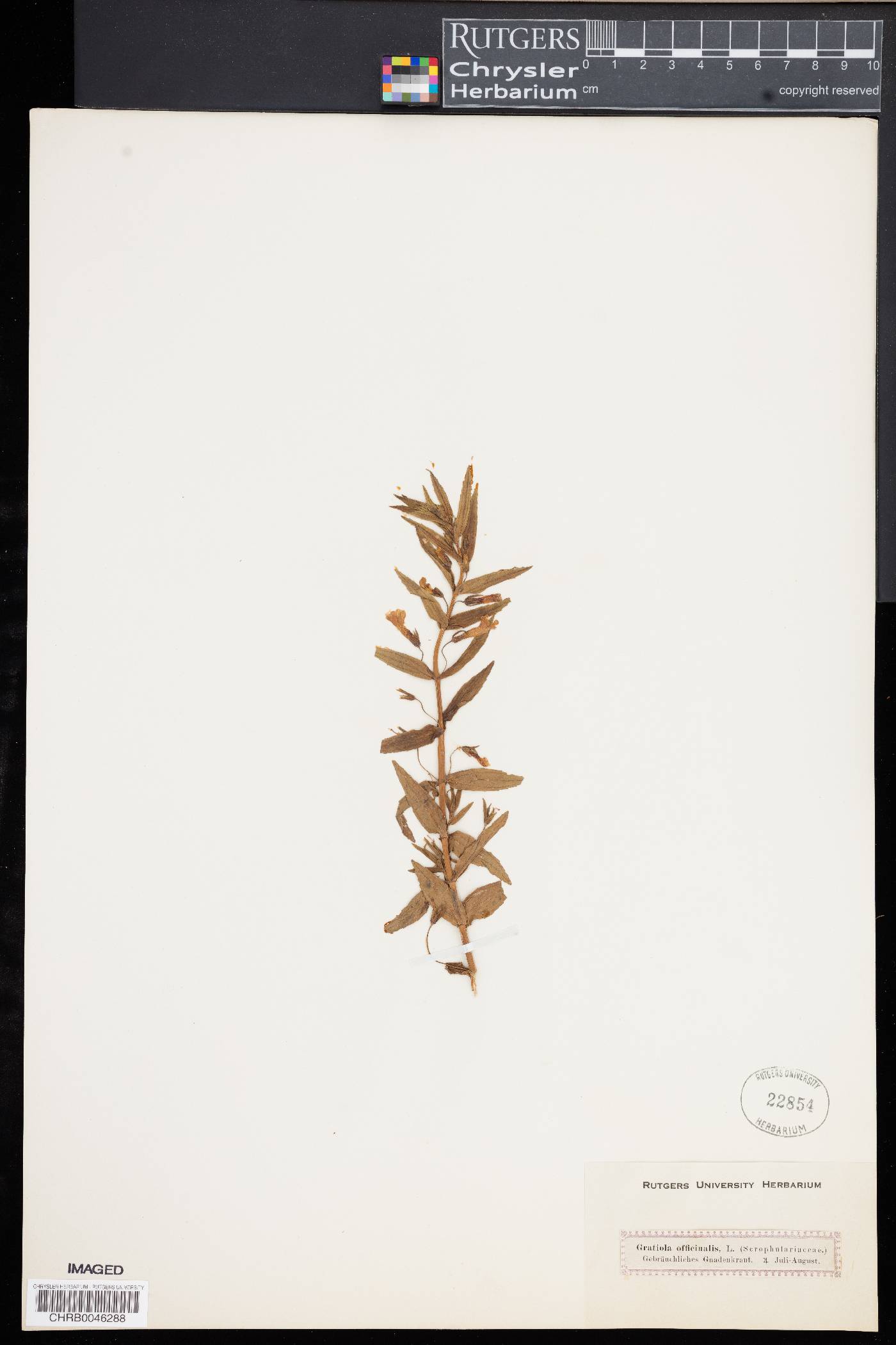 Gratiola officinalis image