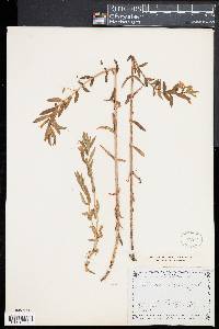 Gratiola officinalis image
