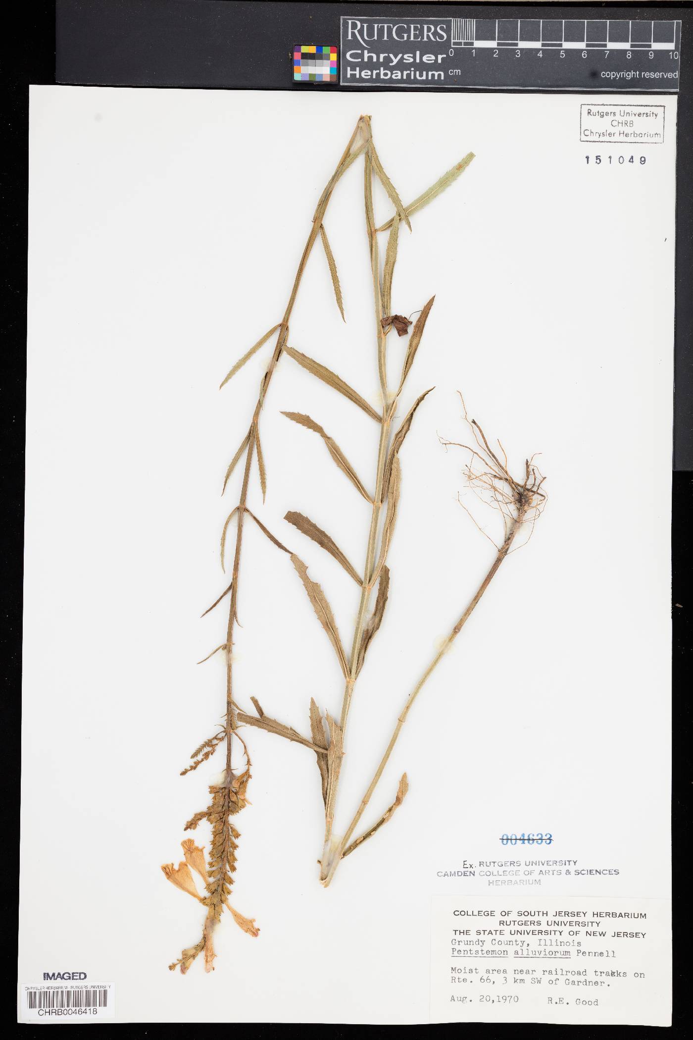 Penstemon alluviorum image