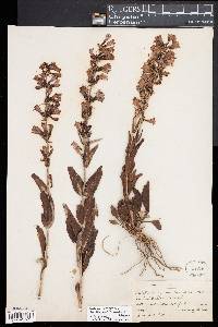 Penstemon cyananthus image