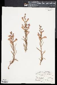 Penstemon heterophyllus image