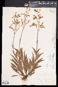 Penstemon hirsutus image