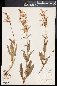 Penstemon hirsutus image