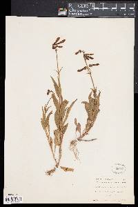 Penstemon hirsutus image