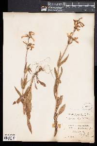 Penstemon hirsutus image