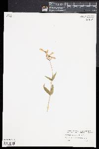 Penstemon hirsutus image