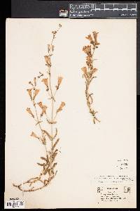 Penstemon laetus image