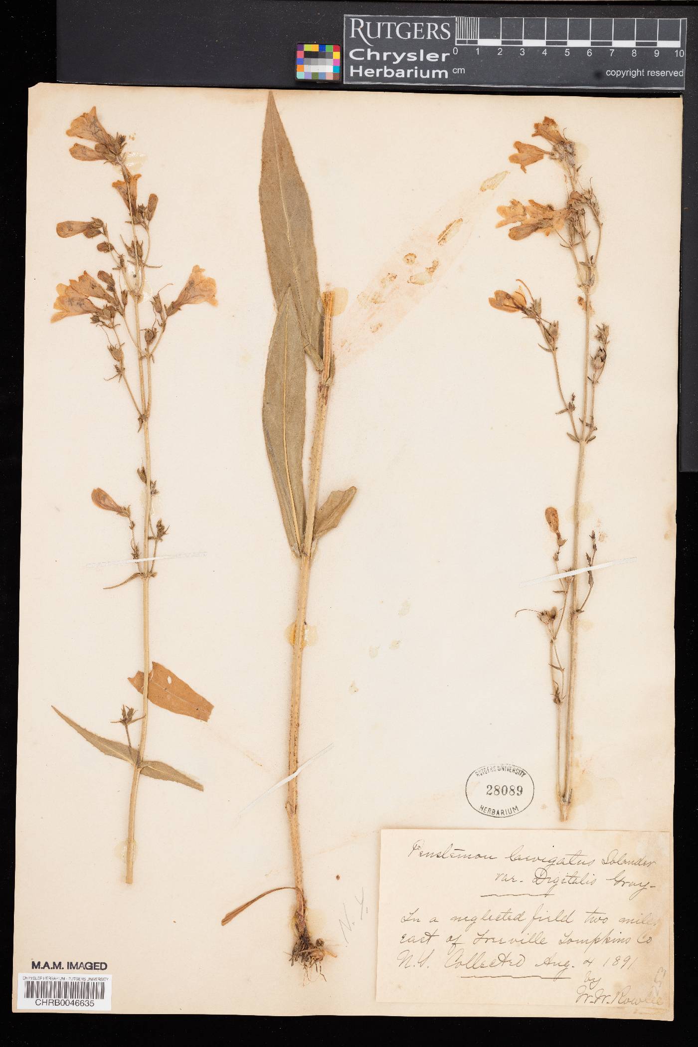 Penstemon laevigatus var. digitalis image
