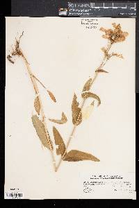 Penstemon laevigatus image