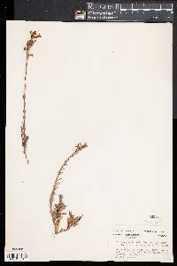 Penstemon linarioides image