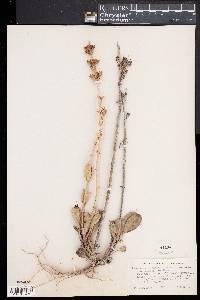 Penstemon pachyphyllus image