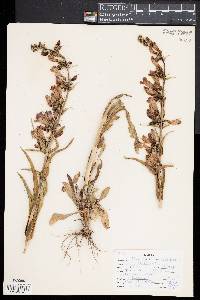 Penstemon speciosus image