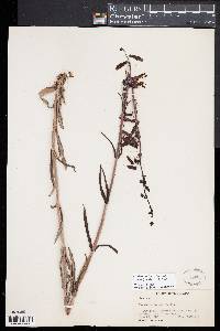 Penstemon barbatus image