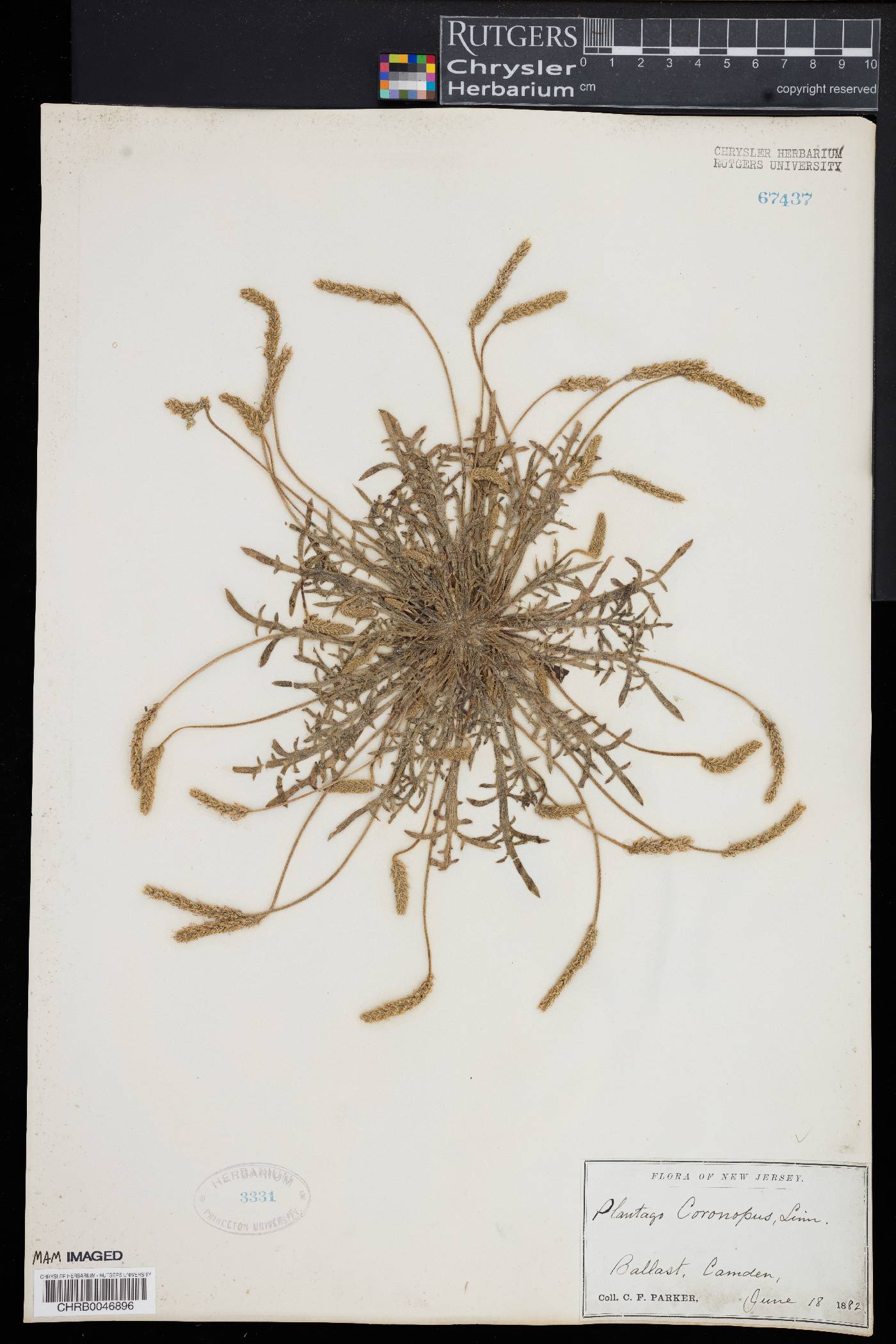 Plantago coronopus image