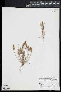 Plantago hookeriana image