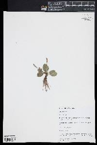 Plantago major image