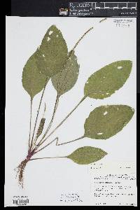 Plantago rugelii image