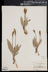 Plantago tweedyi image