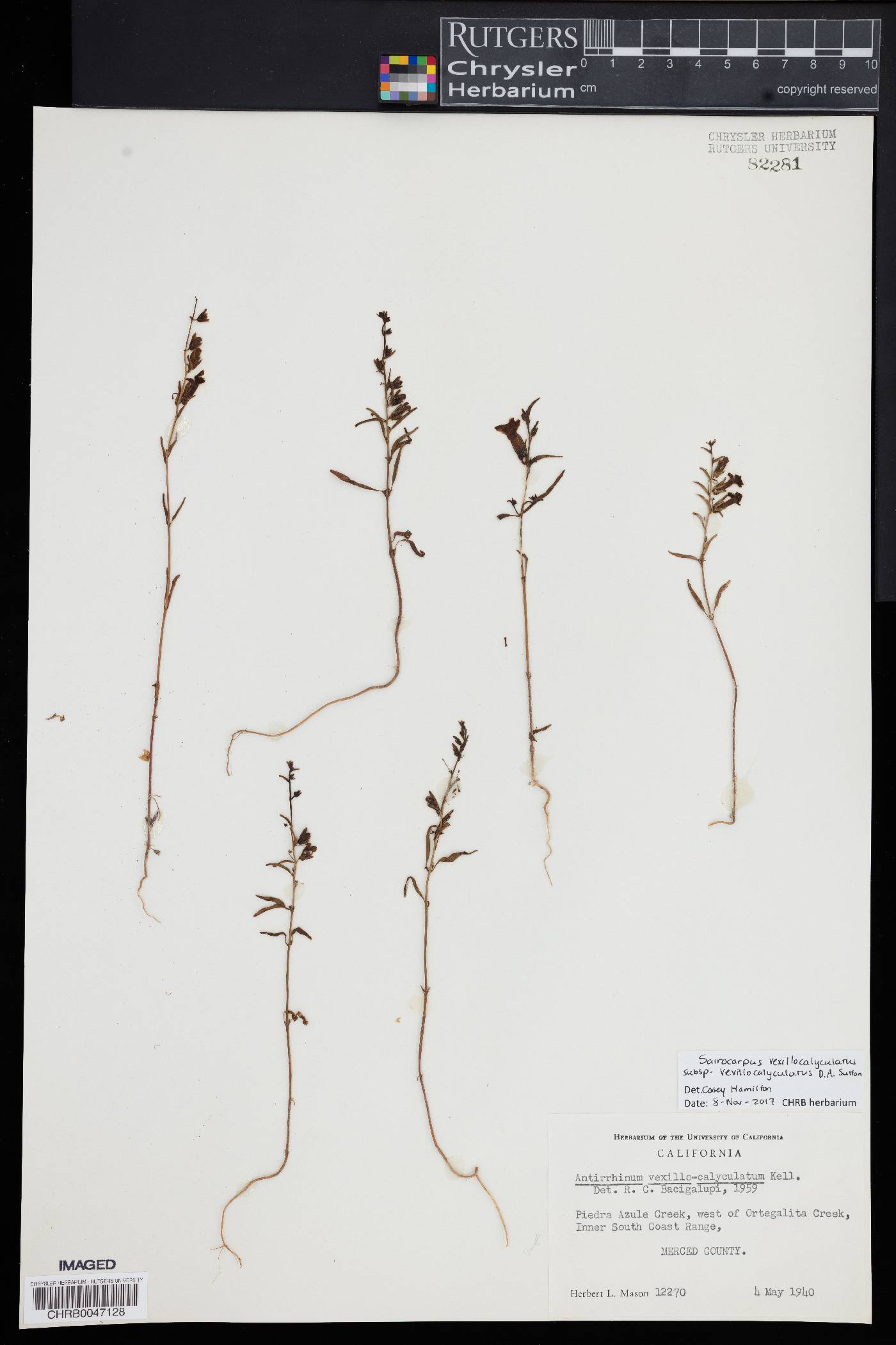 Sairocarpus vexillocalyculatus image