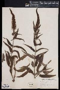 Veronica longifolia image