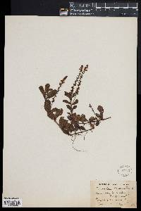 Veronica officinalis image