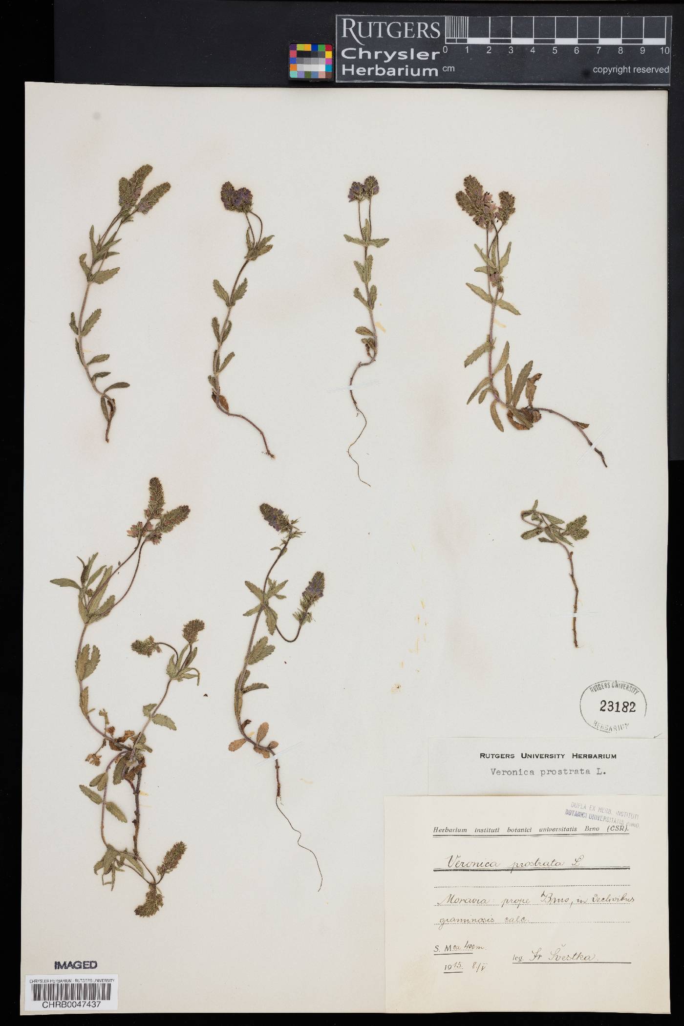 Veronica prostrata image