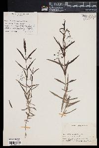 Veronica scutellata image