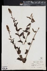 Veronica spicata image