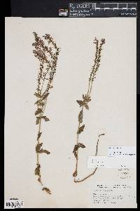 Veronica teucrium image