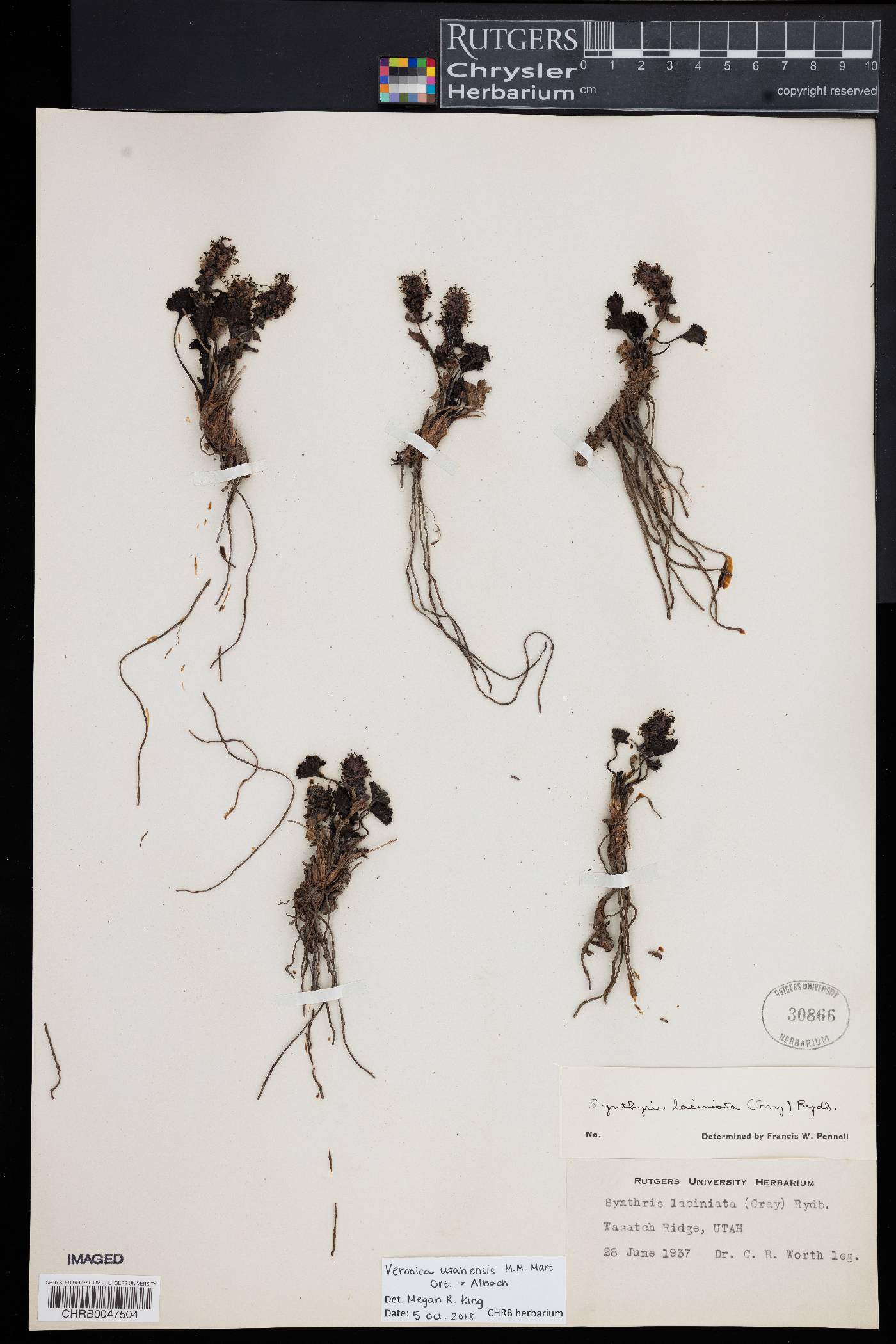 Veronica utahensis image