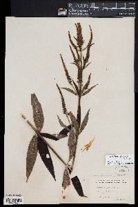 Veronicastrum virginicum image