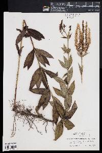 Veronicastrum virginicum image