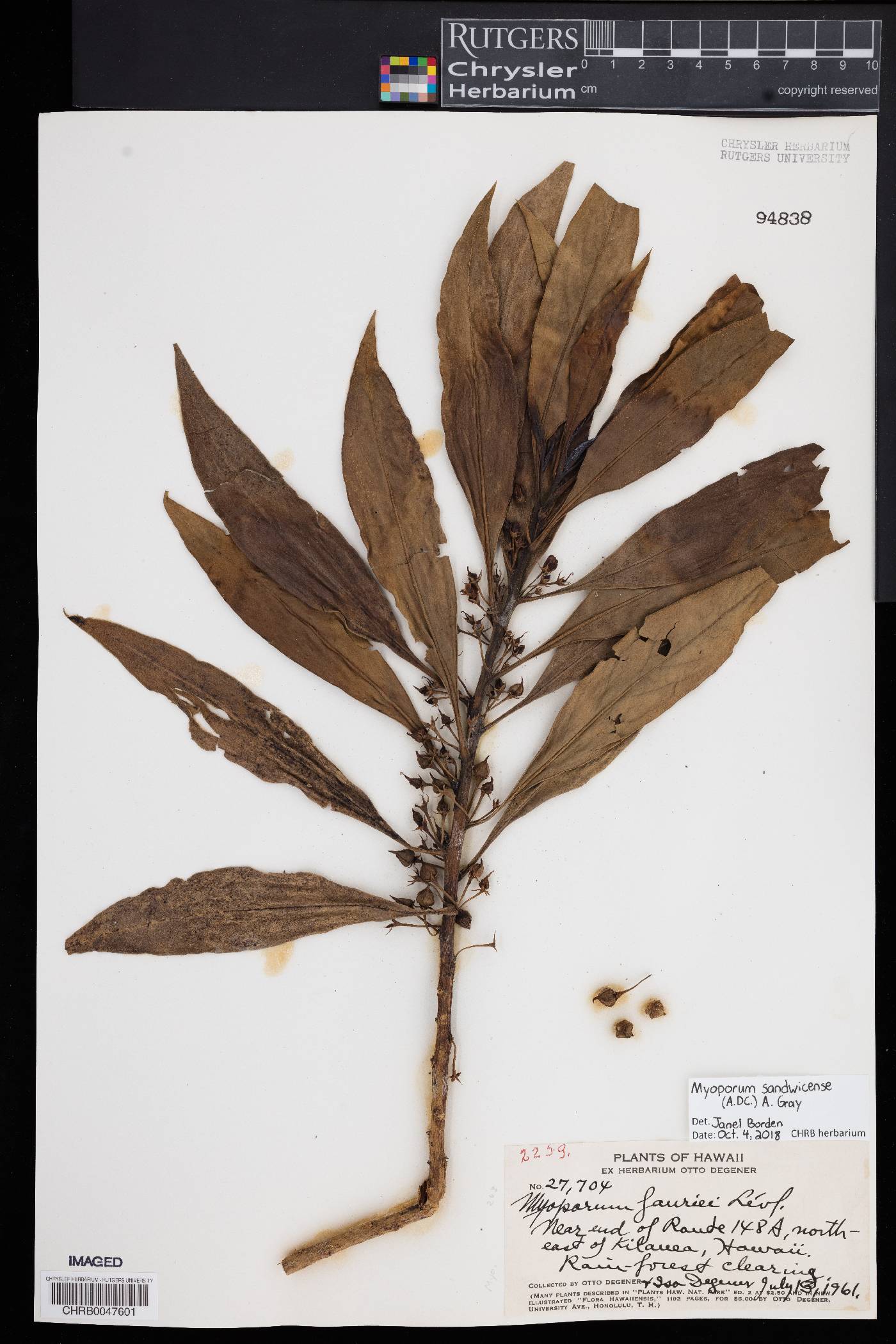 Myoporum sandwicense image