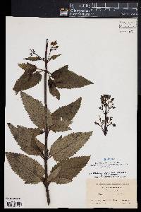 Scrophularia lanceolata image