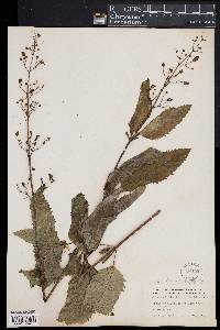 Scrophularia lanceolata image