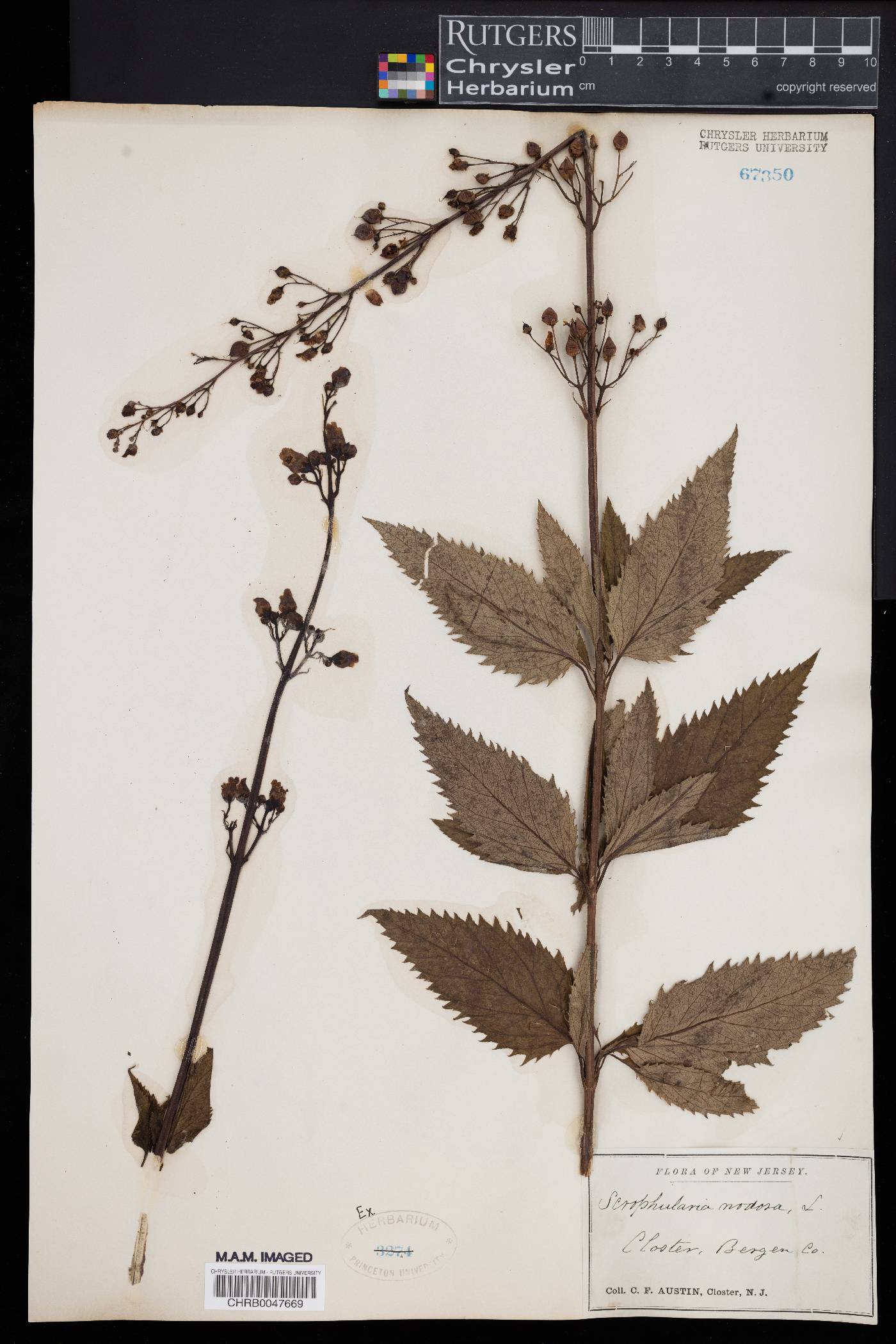 Scrophularia nodosa image