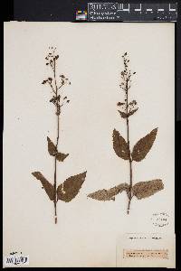 Scrophularia nodosa image