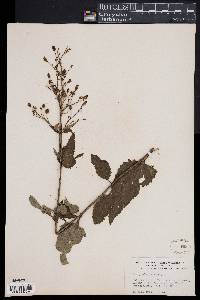 Scrophularia nodosa image