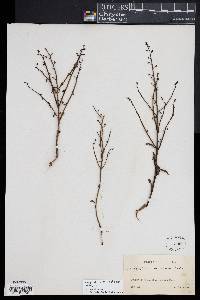 Image of Scrophularia variegata
