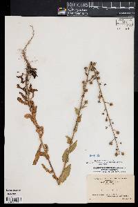 Verbascum blattaria image