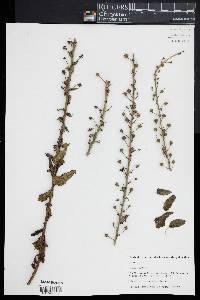 Verbascum blattaria image