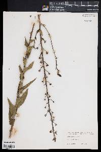 Verbascum blattaria image